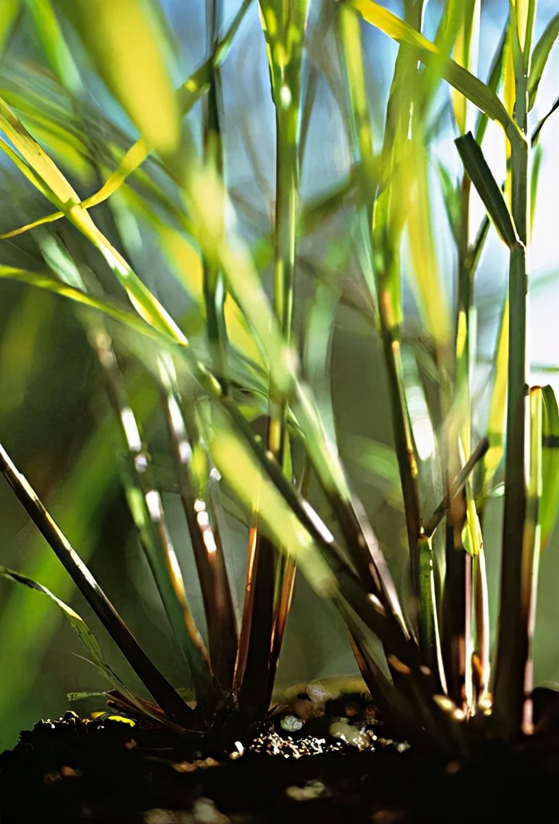 盆栽必备杀虫药,盆栽驱虫剂