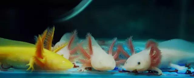 很奇怪的鱼就是六角恐龙鱼吗,罕见长着六个角的怪鱼