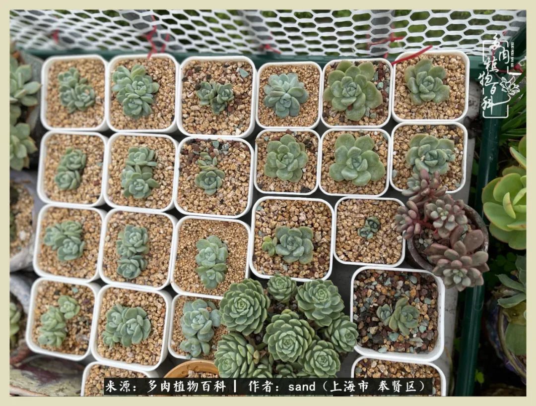 多肉怎么度过三伏天,多肉在三伏天怎么度夏