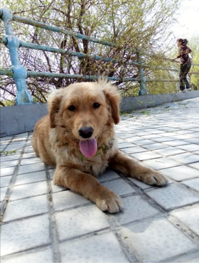 利巴韦林可以治疗狗狗细小吗,我家狗狗得了细小可以治好吗