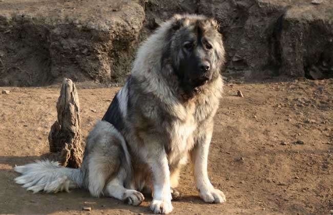 家里养了六只猛犬,家里养两条猛犬看家