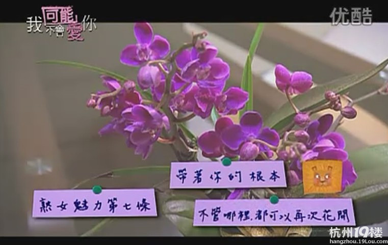 我可能不会爱你程又青和嫂子聊天,我可能不会爱你程又青丁立威分手