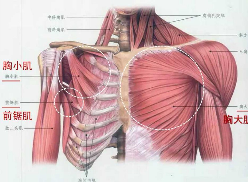 怎么样胸练到位了,如何练好胸型