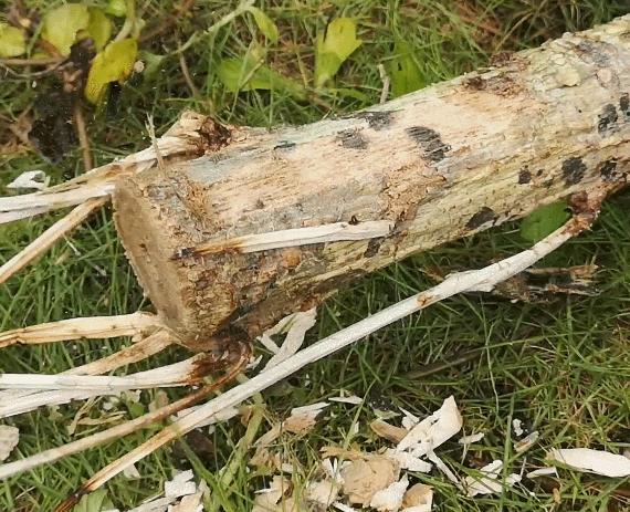 小米有品800多品质能抢到茅台吗,小米有品5.1杜比