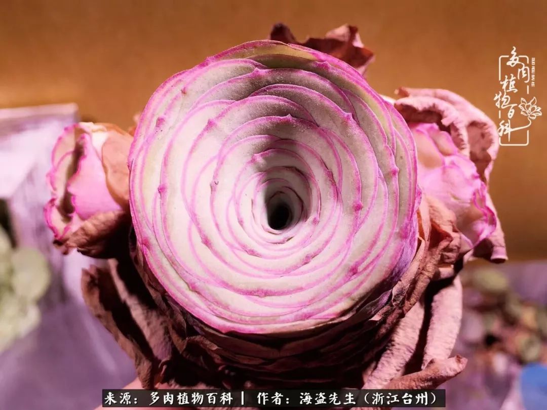 多肉玫瑰多少度休眠,多肉玫瑰唤醒教程