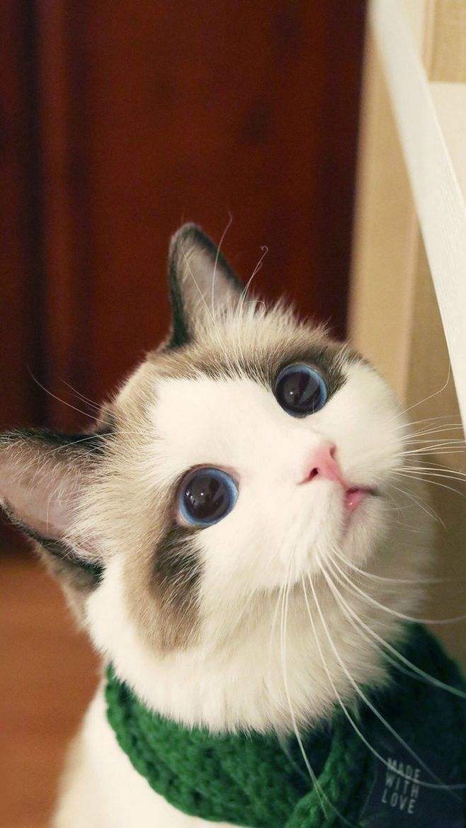 刚买的猫咪就得了猫瘟,每天花费1000?如何选择健康猫咪?