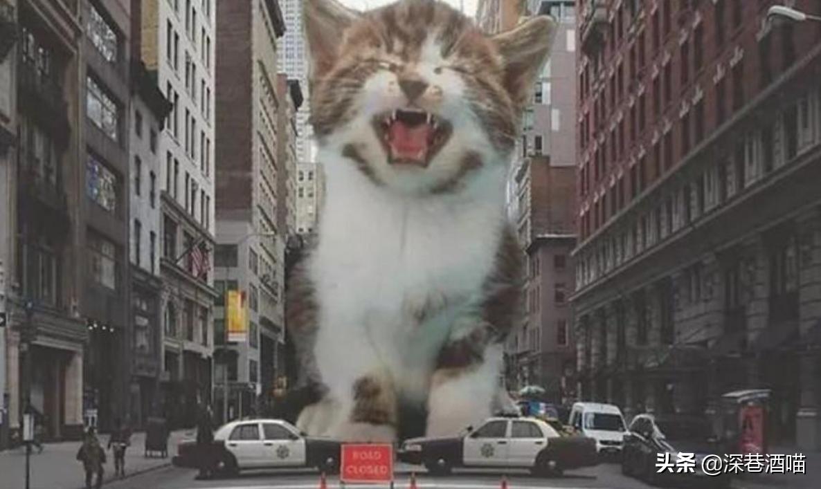 猫咪骗局揭秘,猫咪真的有迷信说法吗