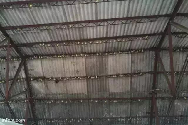 从禾花雀到云雀，又一种鸟快被中国人吃绝种了！