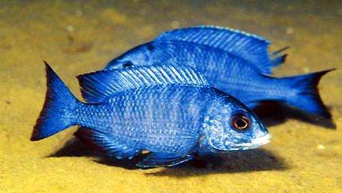 慈鲷品种,慈鲷类型