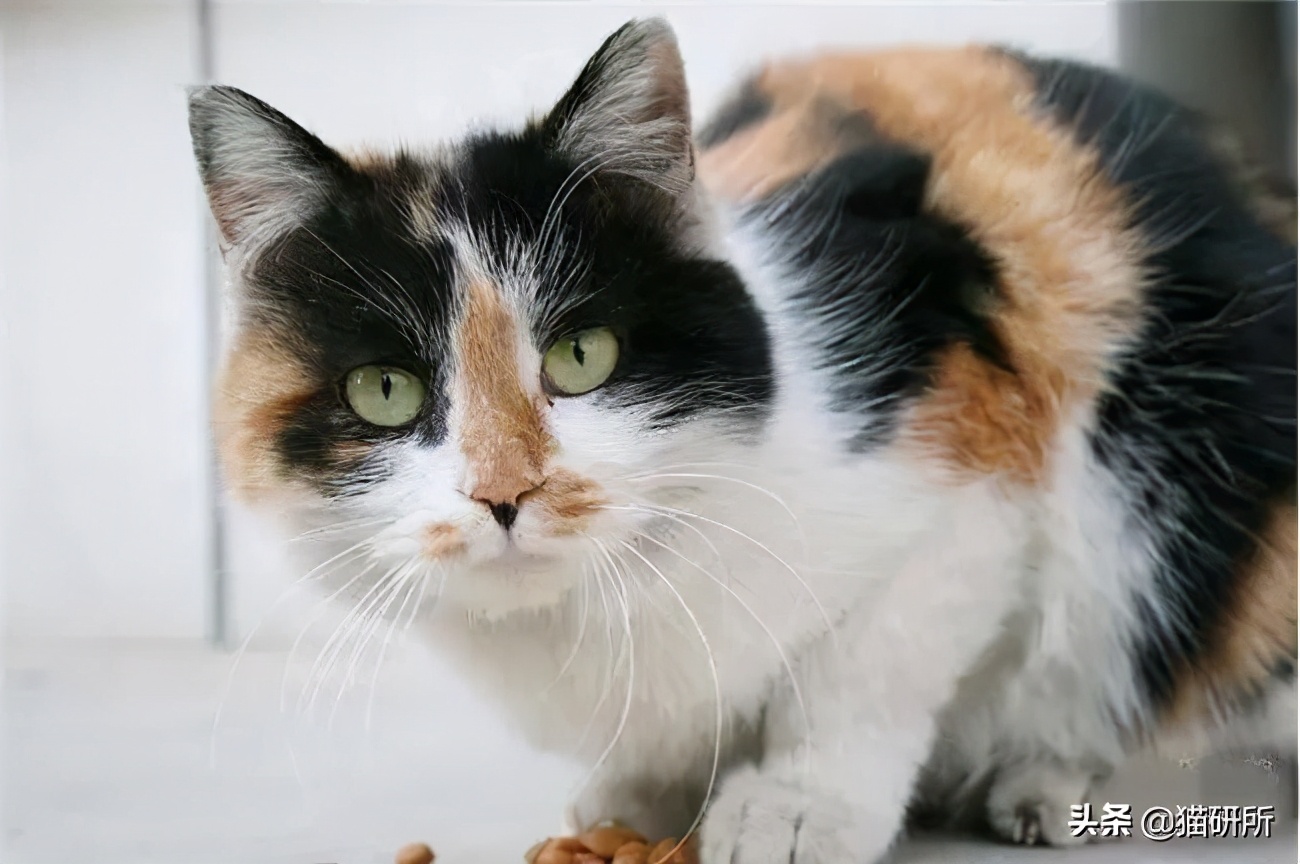 母猫猫咪不孕不育的症状,母猫不孕不育是因为什么呢