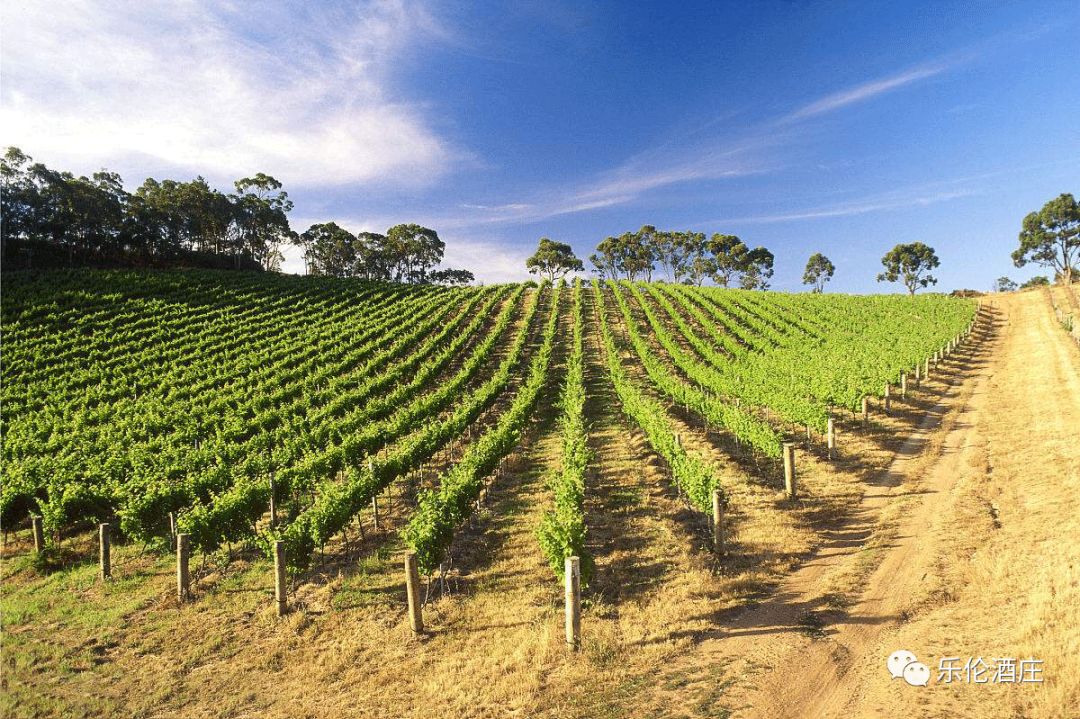 把红酒进口到国内,把葡萄酒带到中国的是谁