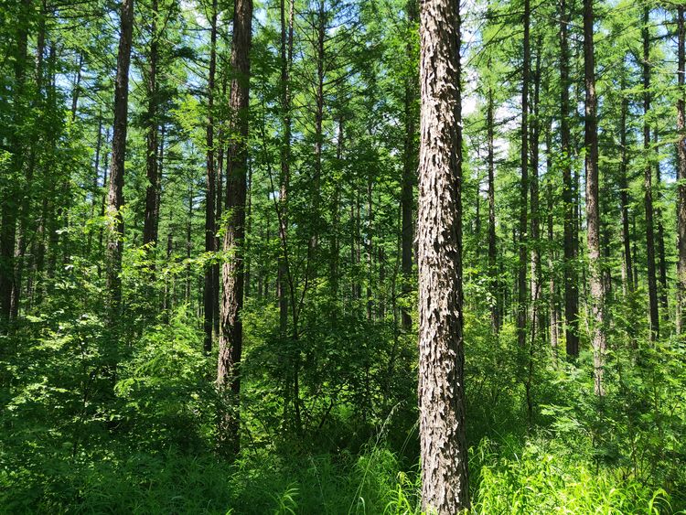 美丽的高岭塞罕坝,美丽的高岭朗诵