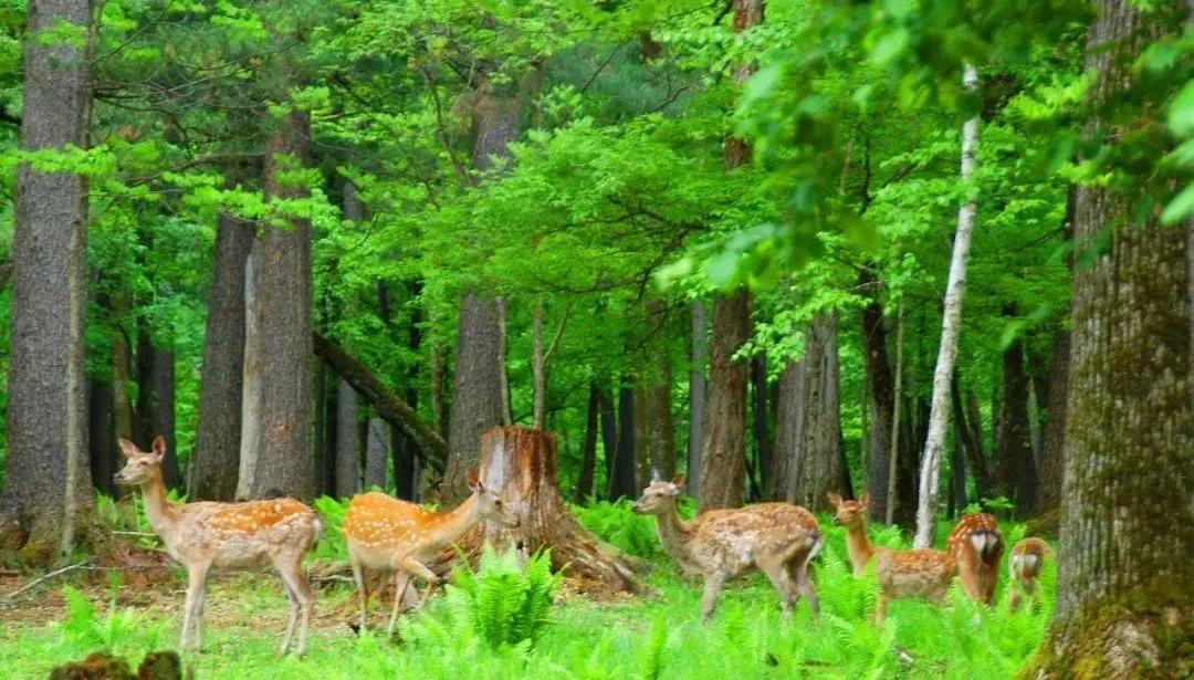 五一旅游如何去长白山,白山市4天旅游攻略