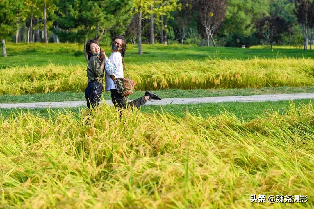 北京北坞公园里的京西稻又熟了,曾经只有皇上才能吃上这儿的大米