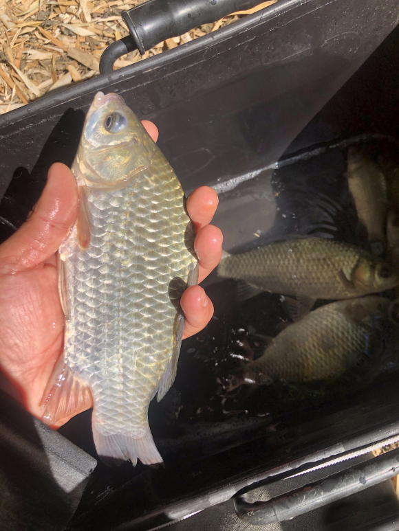 蚯蚓哪种挂法中鱼率高,蚯蚓挂饵调漂