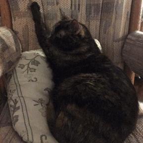 猫咪身上不同的味道代表什么,为什么猫咪的眼睛有不同颜色