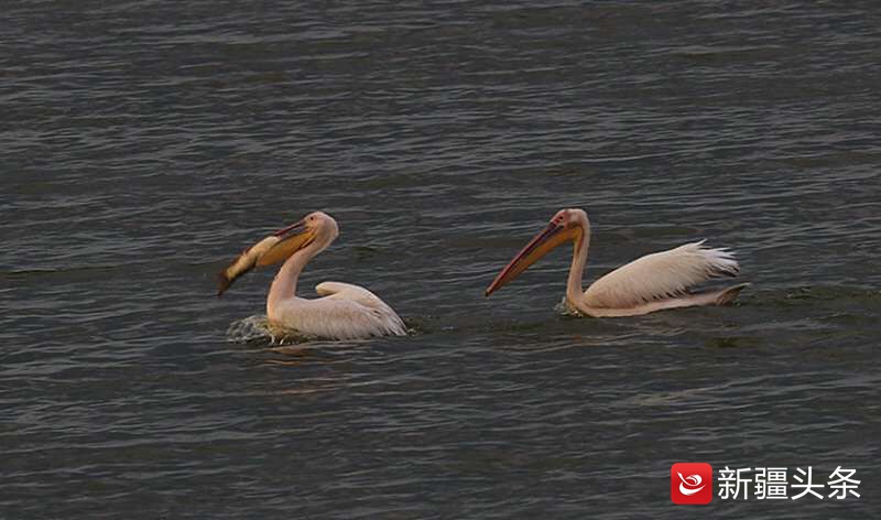 塔城鸟踪：白鹈鹕吃鱼讲究仪式感