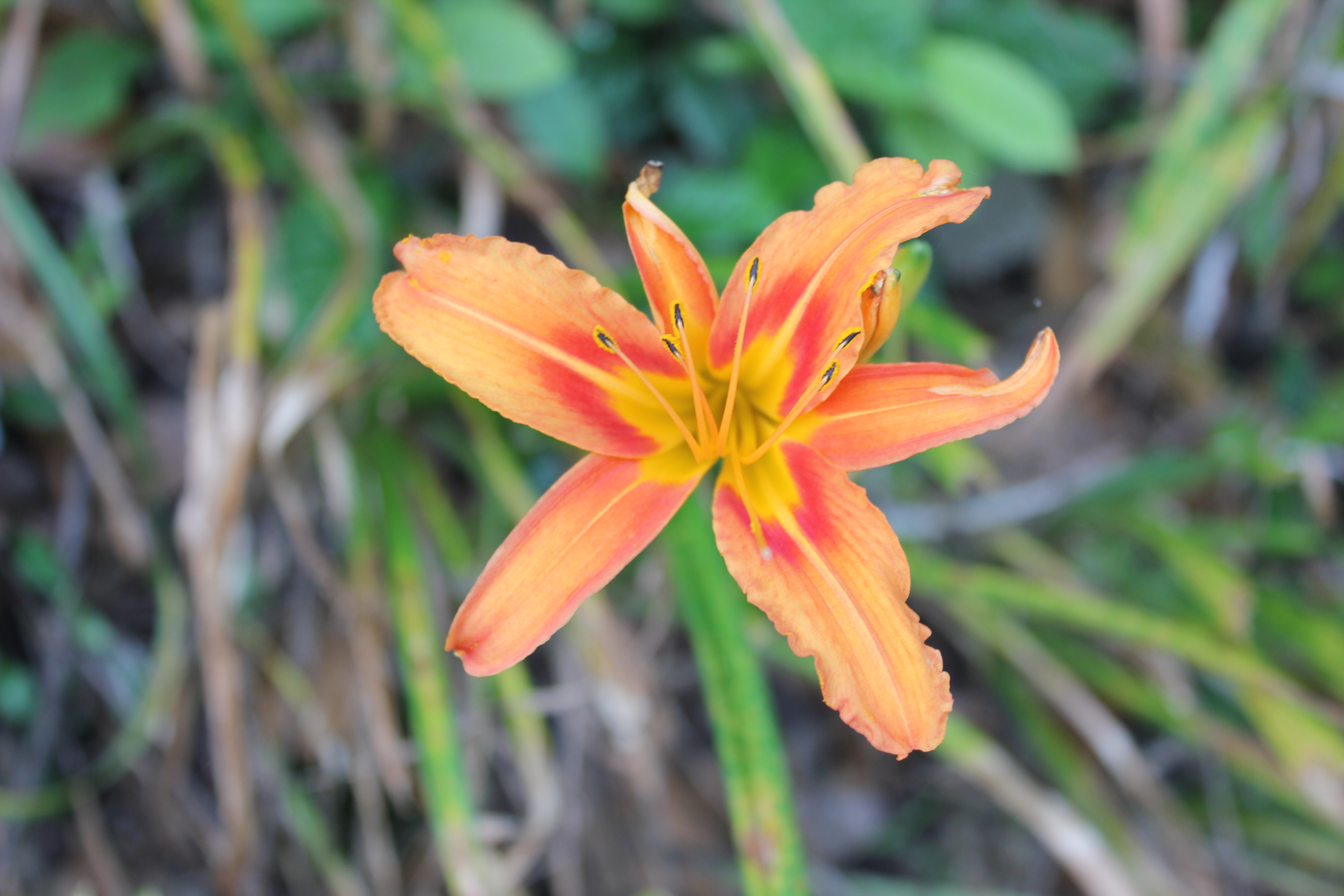 武汉周边避暑胜地|端午武汉至咸宁九宫山2日自驾亲子游路线分享