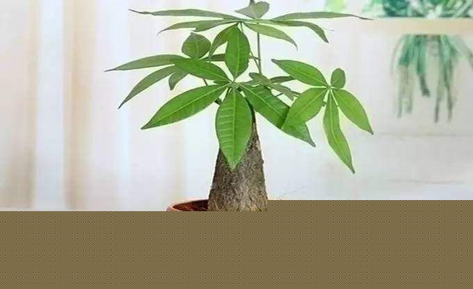养好发财树的小技巧,新手怎么养好发财树
