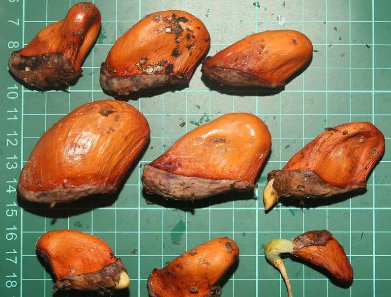 榴莲吃半个月会怎样,榴莲种子放冰箱保鲜里能种吗