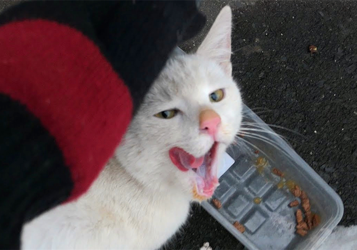 辟谣,猫咪补锰就喂它动物毛?当心爱猫肠梗阻,猫咪:刚吐完啊