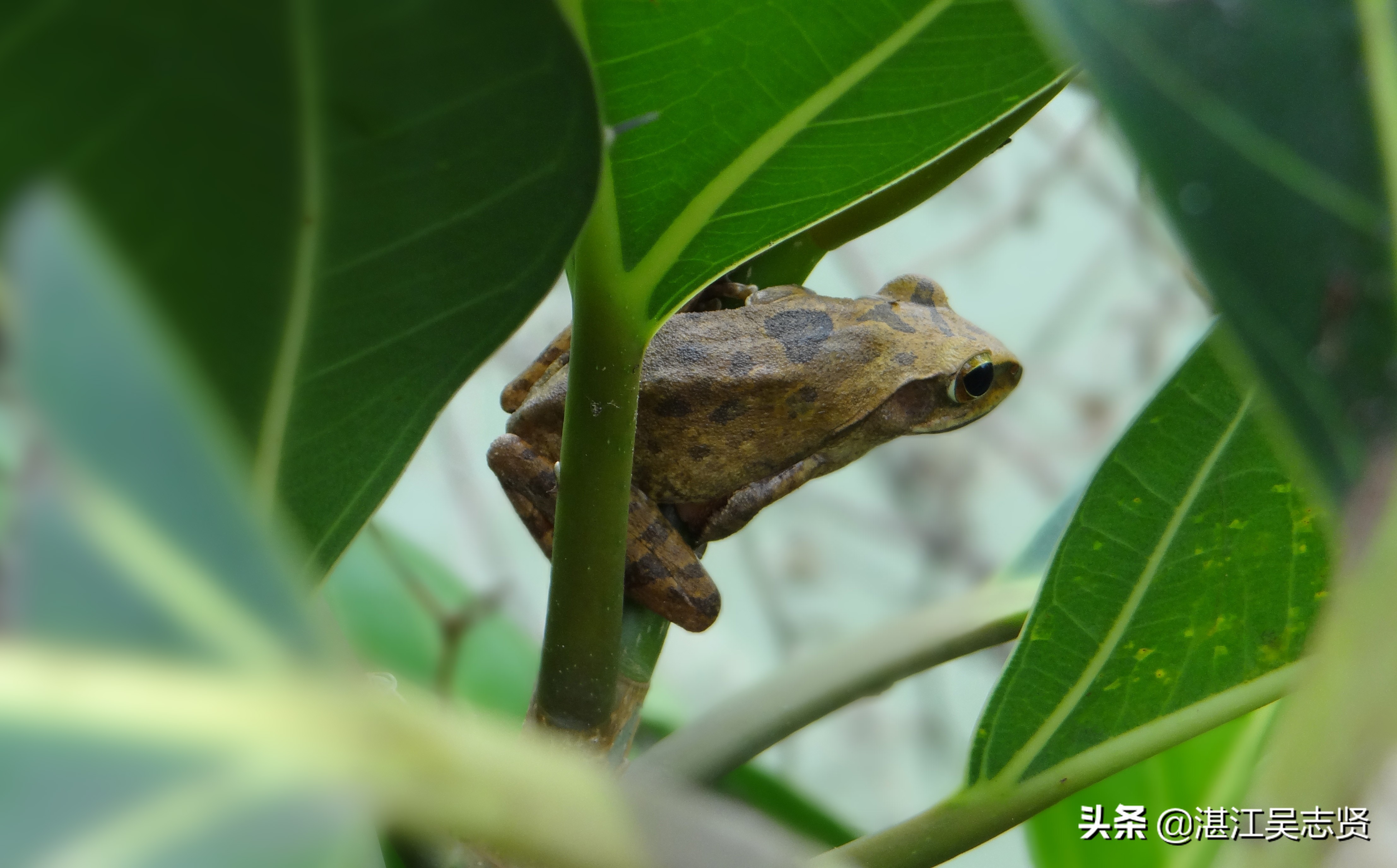 林蛙繁衍方式,什么蛙在树上繁殖