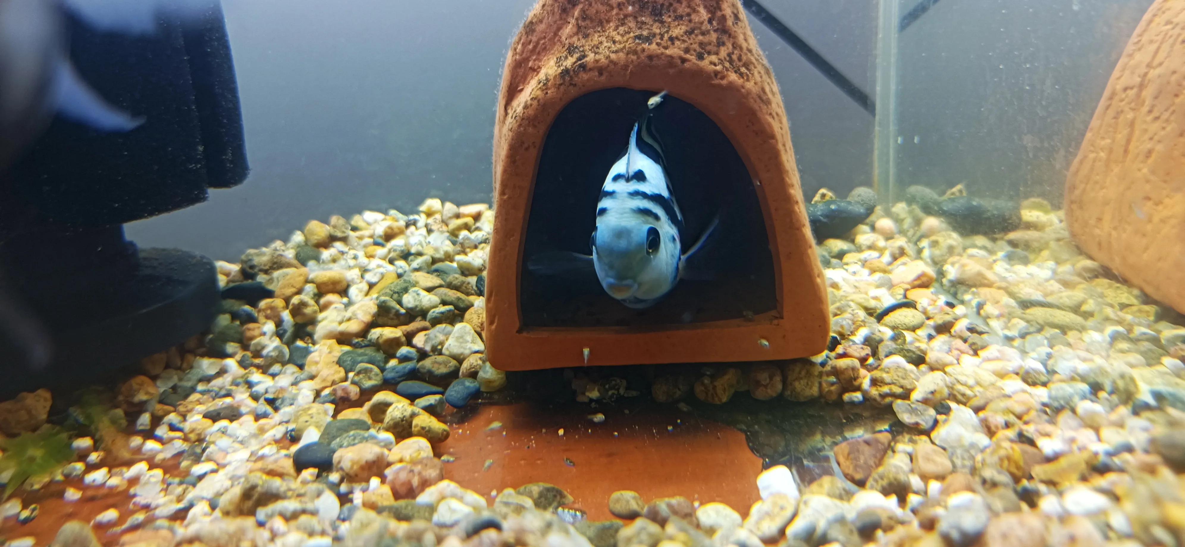 鹦鹉鱼可以跟迷你鹦鹉鱼一起养吗,迷你鹦鹉鱼会吃别的鹦鹉鱼小鱼吗