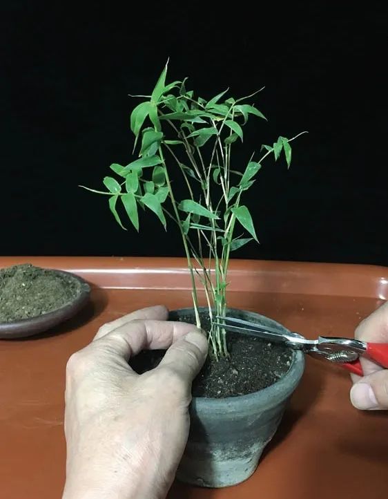 修剪过的凤尾竹长出新枝叶,修剪凤尾竹