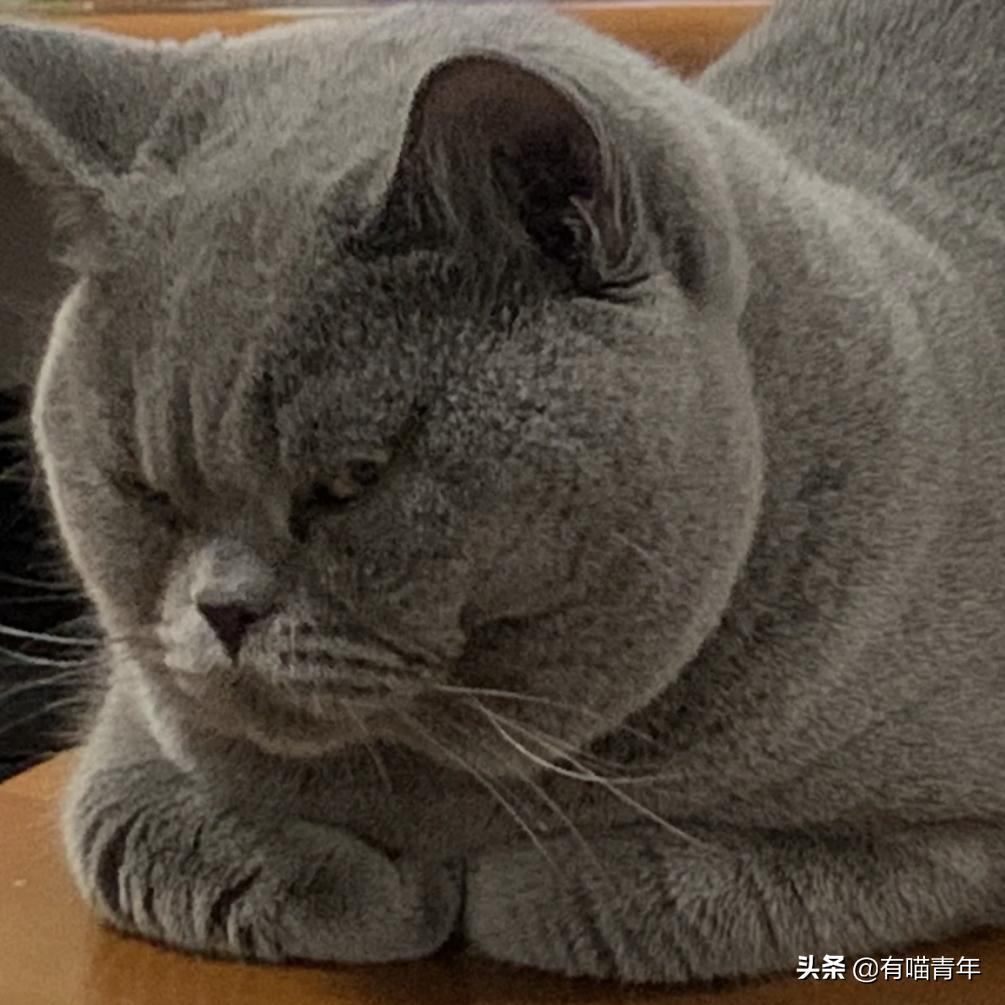 英国短蓝猫好养吗,千万别养蓝猫