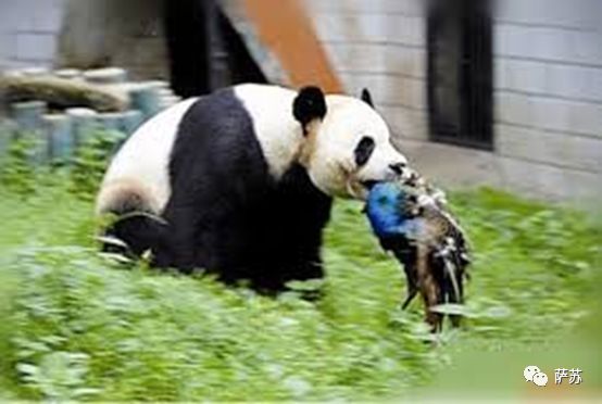 巴西烤肉不如阿根廷烤肉,巴西烤肉与巴西有关吗