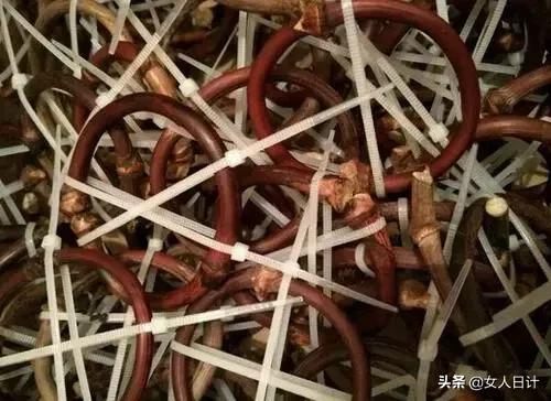 山上随便砍的藤条，竟然比金刚还牛逼！（附带制做方法）