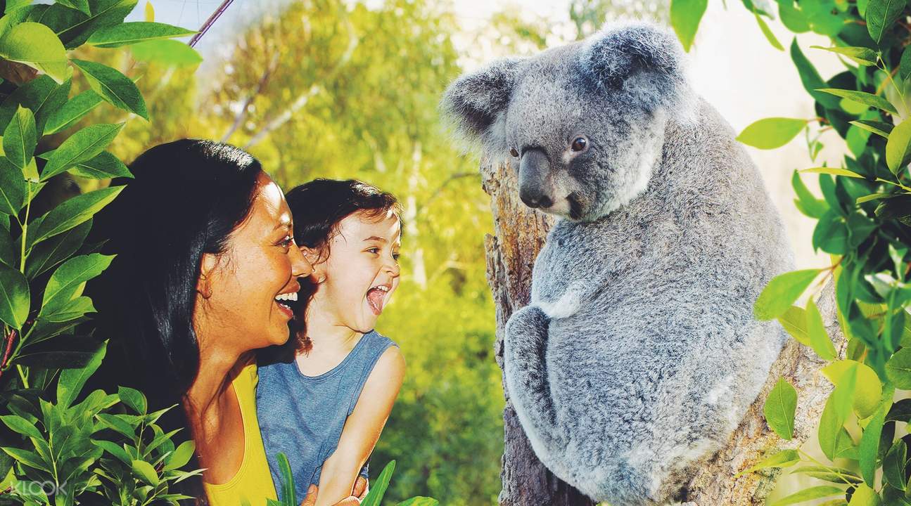 考拉灭绝袋鼠泛滥,关于考拉面临灭绝原因的问题