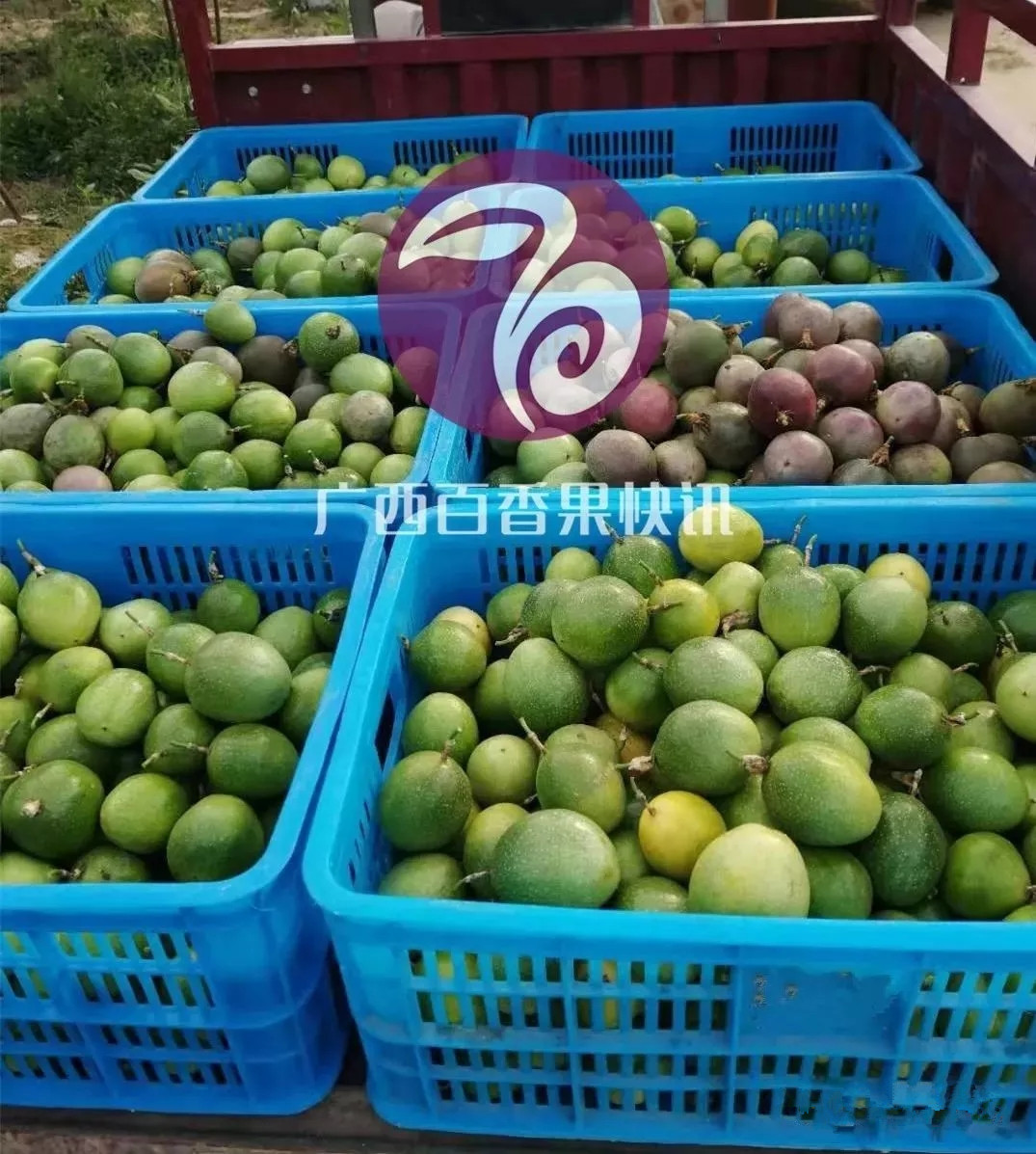 黄金百香果吃多了会有什么副作用,福建黄金百香果跟云南黄金百香果