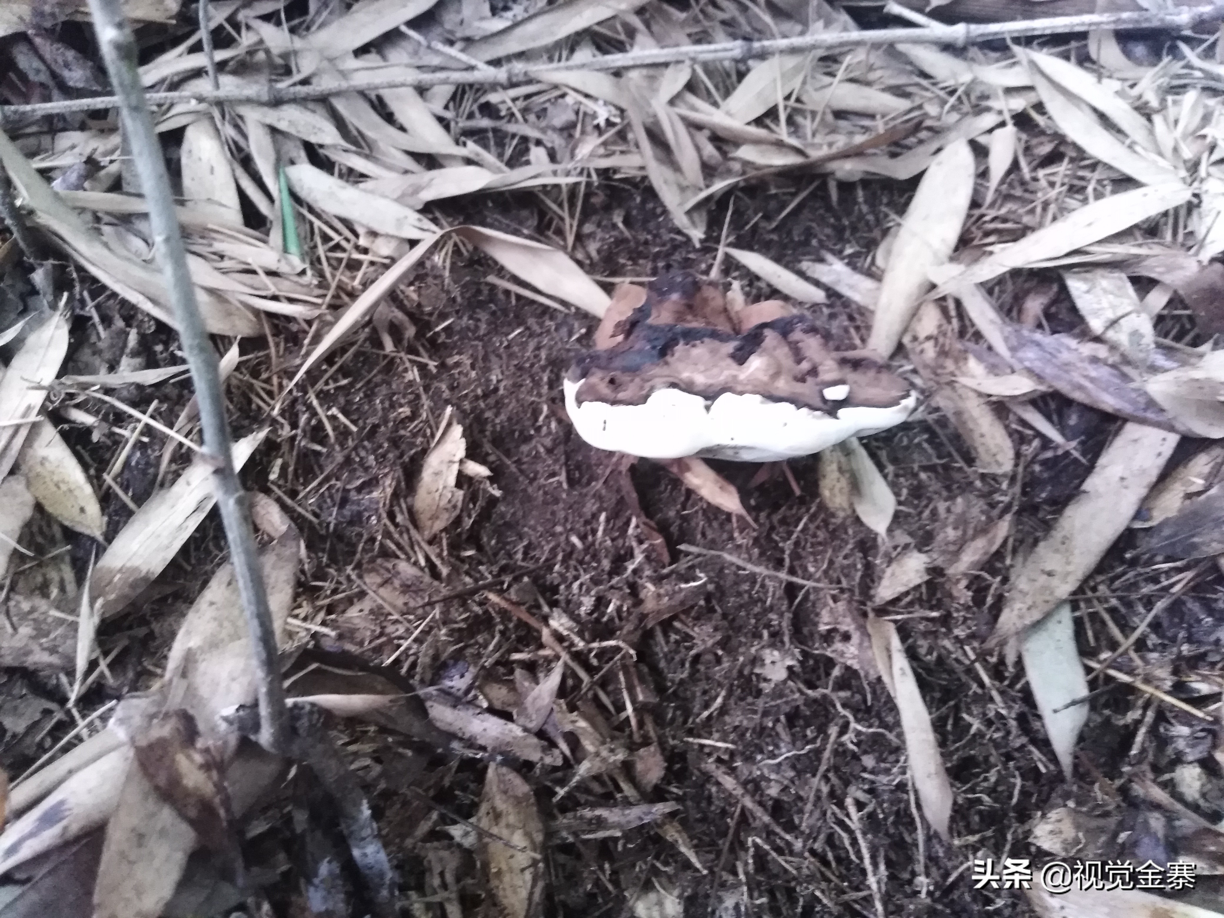 大别山稀有灵芝,大别山野生灵芝