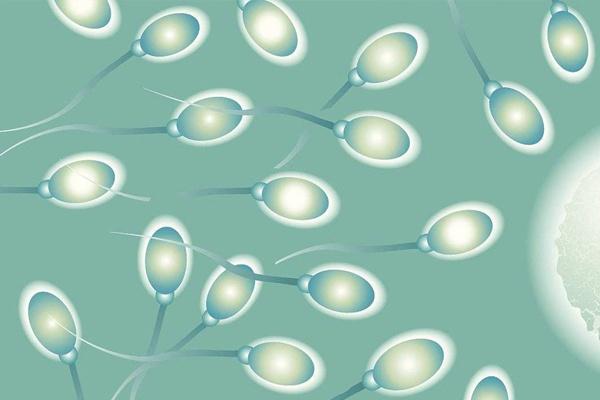 没有受孕的小蝌蚪会流出来吗,未怀孕女性排出的卵子上哪里去了