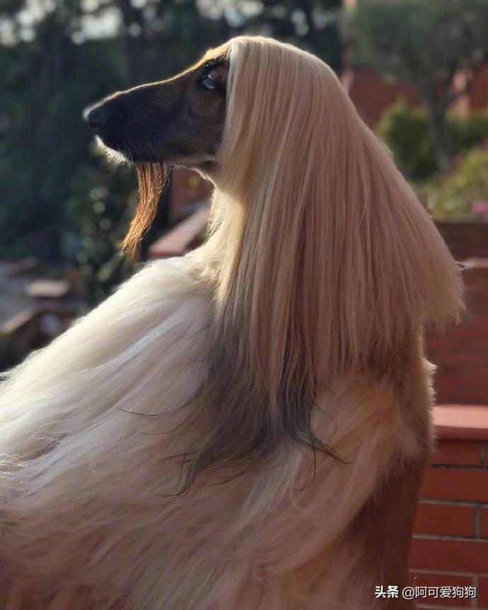 阿富汗猎犬为什么智商最低,阿富汗猎犬为什么智商低