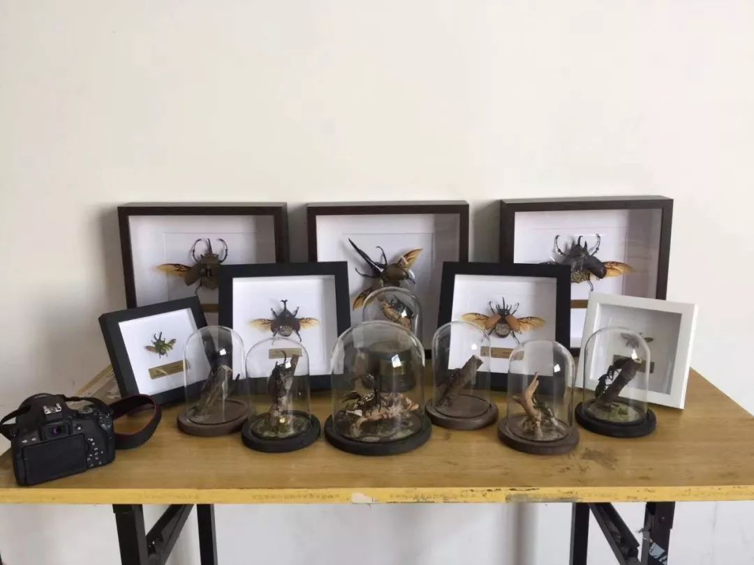 95后小伙离世捐献器官救了5人,95后小伙昆虫标本