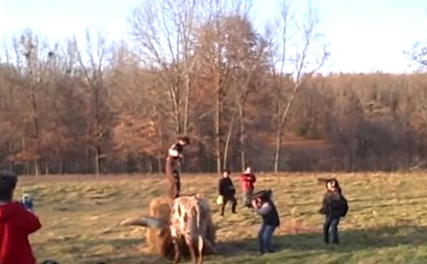 给牛身上开洞,牛身上的洞是怎样开的