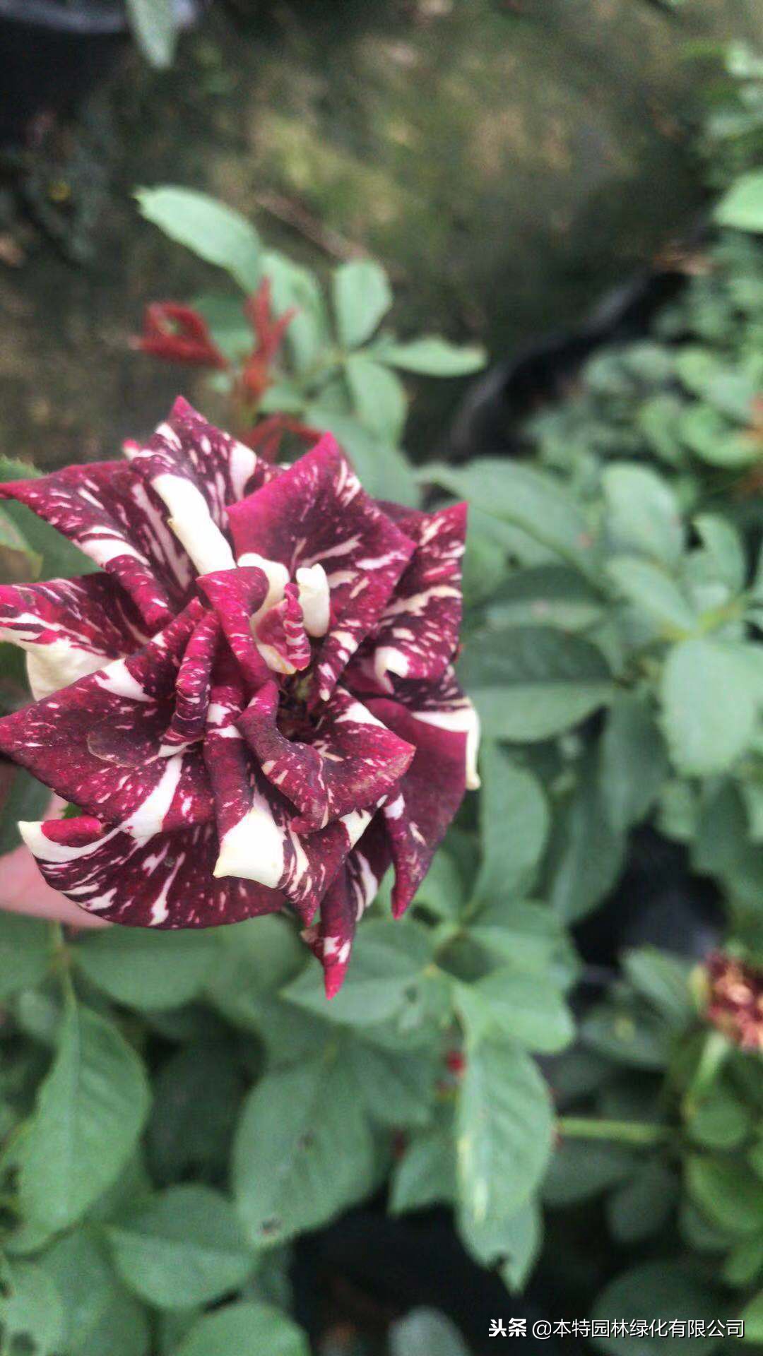 网上买的月季大苗好活吗,网购的月季大苗上盆要剪掉花苞吗