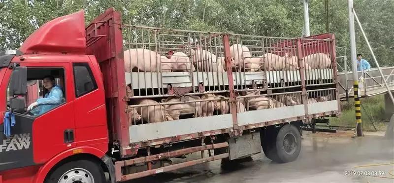 猪场非洲猪瘟情解除后，咋复养？