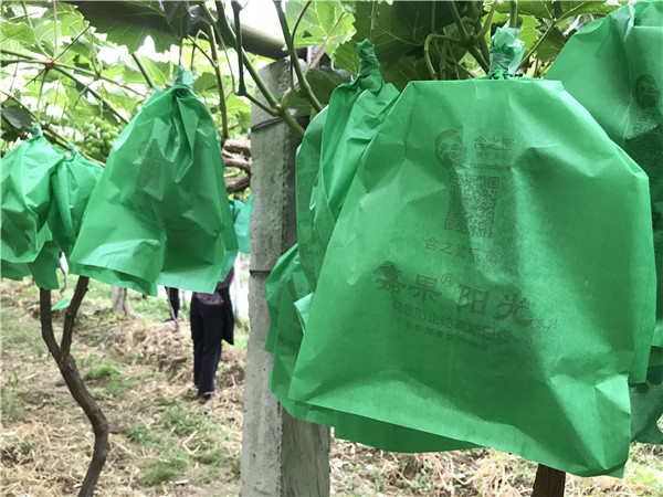 葡萄园哪种喷雾比较好,葡萄园喷雾方法
