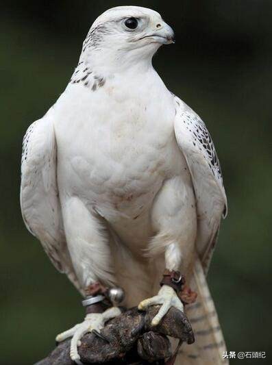 阿拉伯土豪宠物鸟,中东土豪的宠物