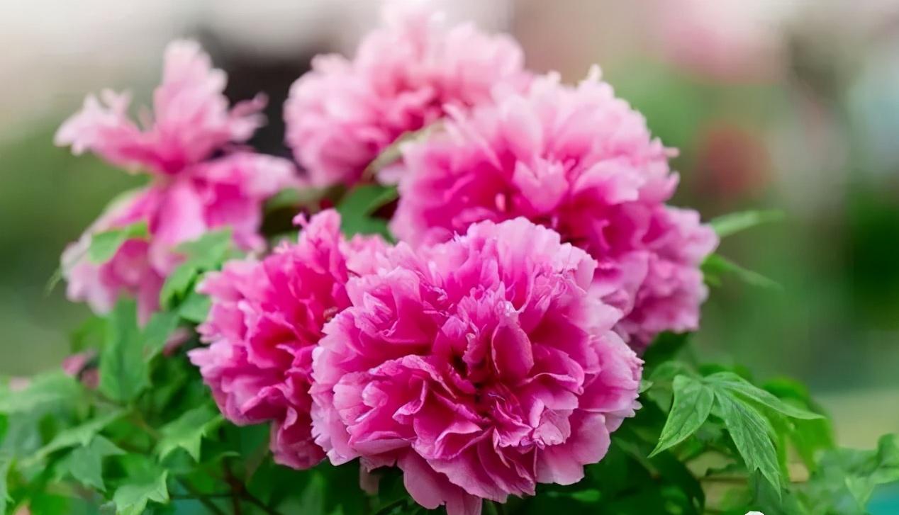 40种可以食用的鲜花,春季鲜花食谱