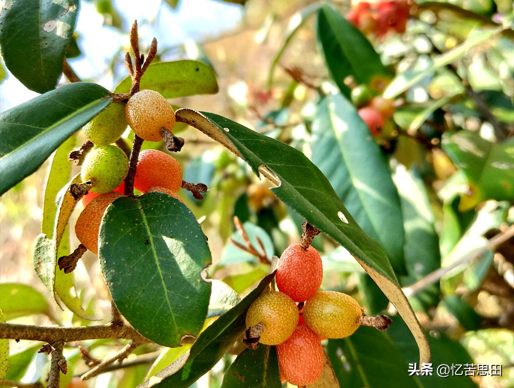 乡村野草集(03)之羊*子奶**