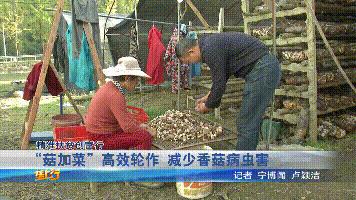 种植香菇一亩能产多少斤干货,农村大哥种18亩地