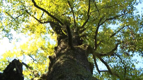 揭秘重庆神奇500年“枫树王”800年“夫妻”桂花树王