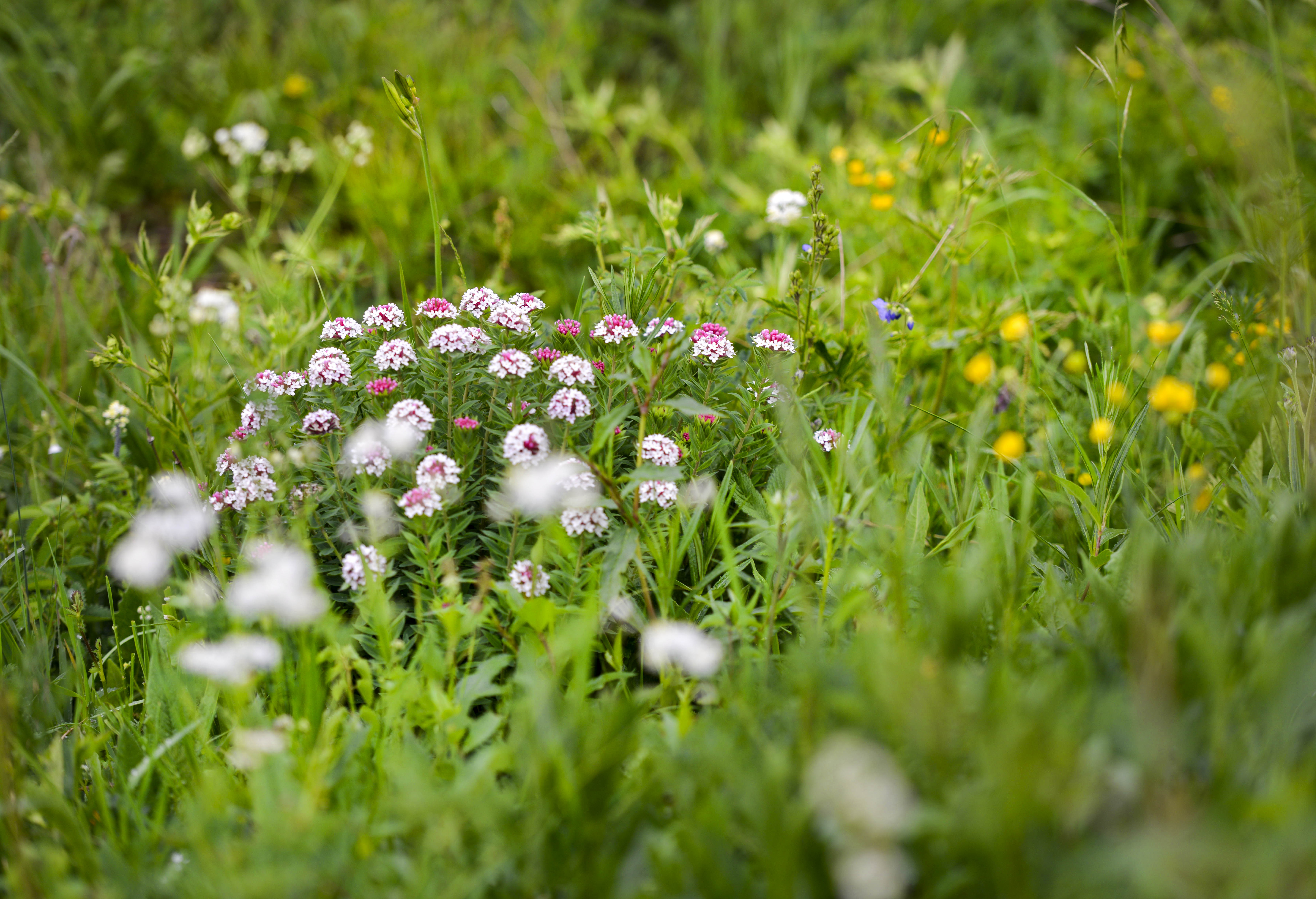 坝上草原照片高清图片,坝上草原风景图100张