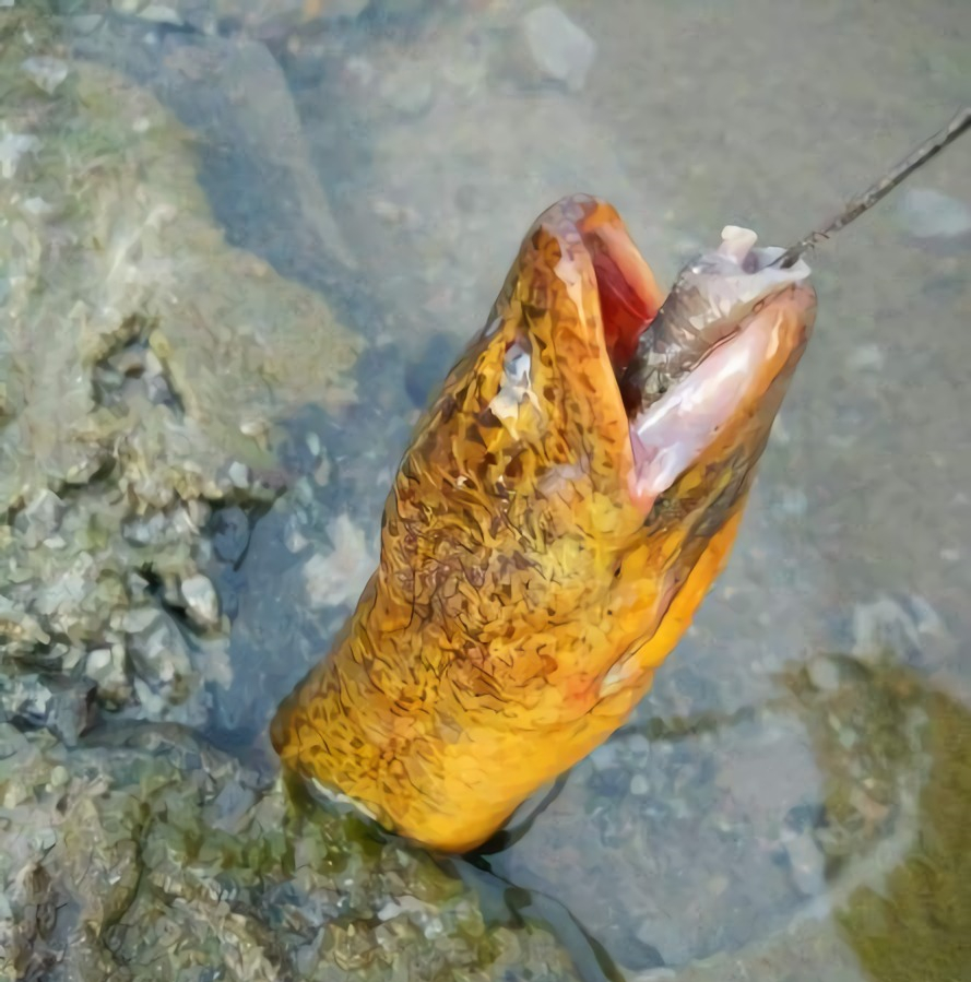 农村小伙子野外捕捉大黄鳝,地笼黄鳝捕捉技巧