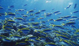 鱼放醋的做法,鱼怎样用醋不腥又好吃呢