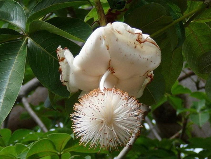 百种味道的果子,四季百种果子图片